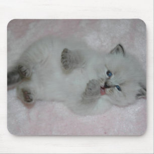 Niedlichstes SibKitten Mousepad - besonders