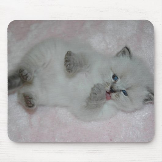 Niedlichstes SibKitten Mousepad - besonders (Vorne)