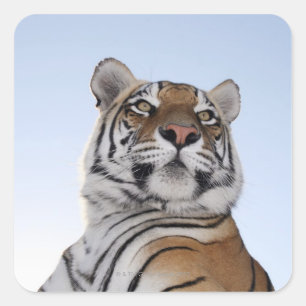 Niedrige Winkelansicht eines Tigers (Panthera tigr Quadratischer Aufkleber