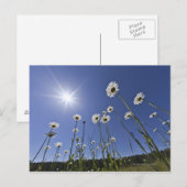Niedrige Winkelansicht mit dunklen Blume und Sonne Postkarte (Vorne/Hinten)