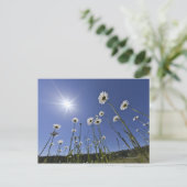 Niedrige Winkelansicht mit dunklen Blume und Sonne Postkarte (Stehend Vorderseite)