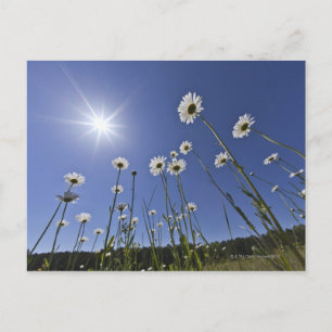 Niedrige Winkelansicht mit dunklen Blume und Sonne Postkarte