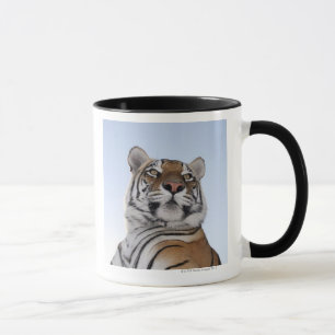 Niedrige Winkelsicht eines Tigers (Panthera der Tasse