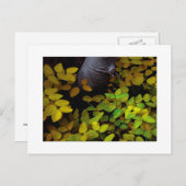 "Niedrigster Leaf" Postkarte (Vorne/Hinten)