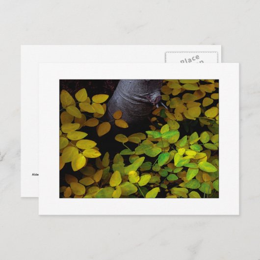 "Niedrigster Leaf" Postkarte (Vorne/Hinten)