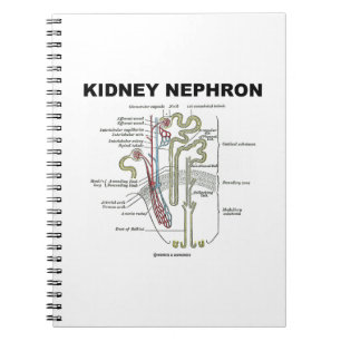 Niere Nephron (die Anatomie-Lehrbuch des Graus) Notizblock