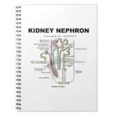 Niere Nephron (Gray's Anatomy Lehrbuch) Notizblock (Vorderseite)