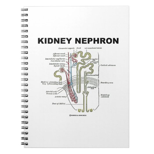 Niere Nephron (Gray's Anatomy Lehrbuch) Notizblock (Vorderseite)