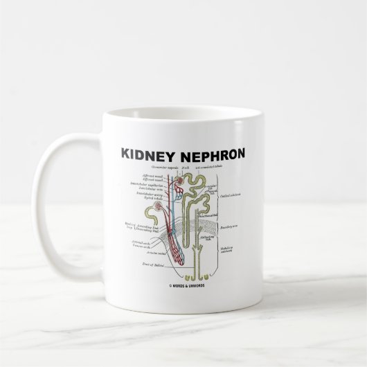 Niere Nephron Kaffeetasse (Links)