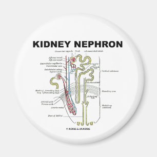 Niere Nephron Magnet
