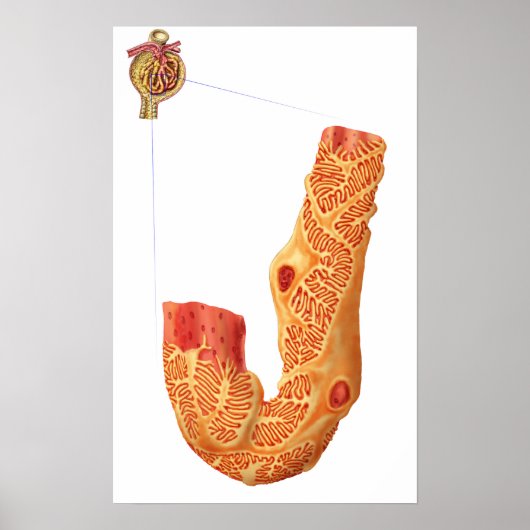 Nierenkorpuskel und Filtrationsmembran Poster (Vorne)