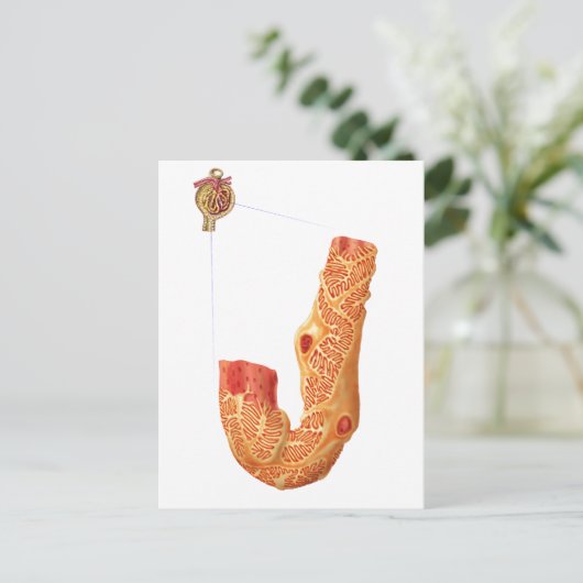 Nierenkorpuskel und Filtrationsmembran Postkarte (Stehend Vorderseite)