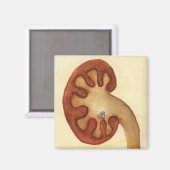 Nierenstein Magnet (Vorderseite/Rückseite)