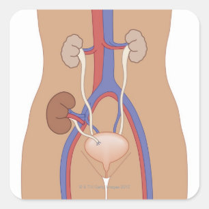 Nierentransplantation Quadratischer Aufkleber