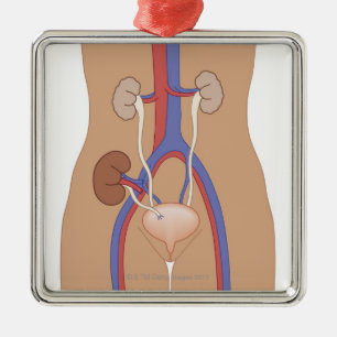 Nierentransplantation Silbernes Ornament