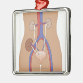 Nierentransplantation Silbernes Ornament (Links)