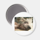 niesen magnet (Vorderseite/Rückseite)