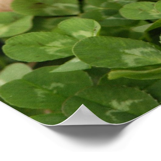 Niffing Clover Poster (Ecke)