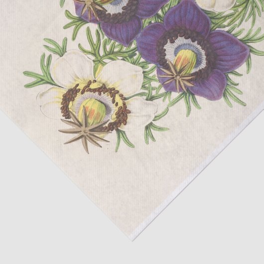 Nigella Hispanica von Charles Antoine Lemaire Seidenpapier (Ausschnitt)