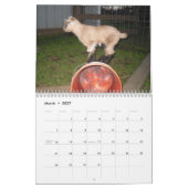 Nigeria-Zwergziegenkalender Kalender (Mär 2027)