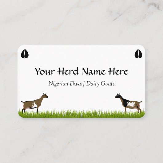 Nigerian Dwarf Daischiff Visitenkarte (Rückseite)