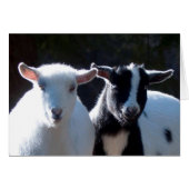 Nigerian Dwarf Goats (Vorderseite (Horizontal))