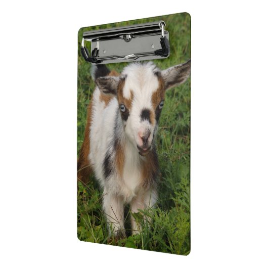 Nigerianer Zwarf Milchziegenkind mit Blue Eyes Mini Klemmbrett (Gewinkelt2)