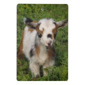 Nigerianer Zwarf Milchziegenkind mit Blue Eyes Mini Klemmbrett (Rückseite)