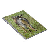 Nigerianische Zwerge Milchziege Kind Notizblock (Rechte Seite)