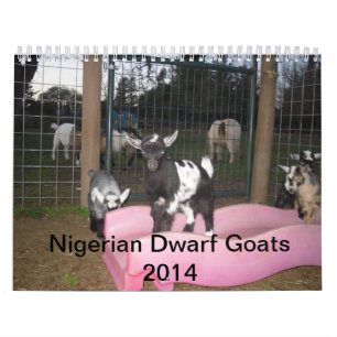nigerischer zwergartiger Kalender der Ziege 2014