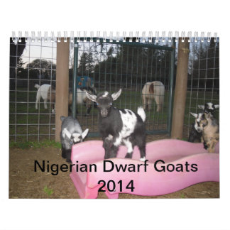 nigerischer zwergartiger Kalender der Ziege 2014
