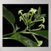 Night Blooming Jasmine Poster (Vorne)