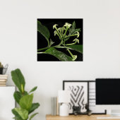 Night Blooming Jasmine Poster (Heimbüro)