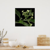 Night Blooming Jasmine Poster (Küche)