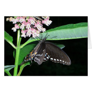 Night Butterfly Black Frack in Shenandoah
