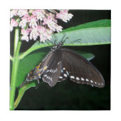 Night Butterfly Black Frack in Shenandoah Fliese (Vorderseite)