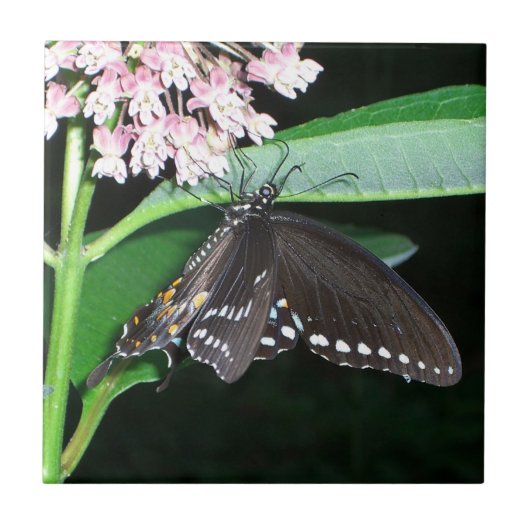 Night Butterfly Black Frack in Shenandoah Fliese (Vorderseite)