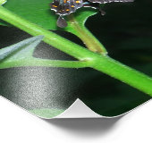 Night Butterfly Black Frack in Shenandoah Fotodruck (Ecke)