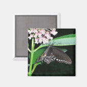 Night Butterfly Black Frack in Shenandoah Magnet (Vorderseite/Rückseite)