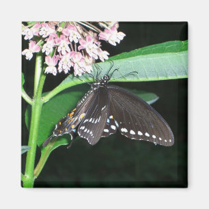 Night Butterfly Black Frack in Shenandoah Magnet