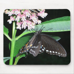 Night Butterfly Black Frack in Shenandoah Mousepad