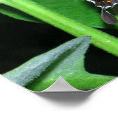 Night Butterfly Black Frack in Shenandoah Poster (Ecke)