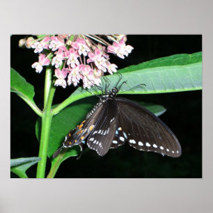 Night Butterfly Black Frack in Shenandoah Poster