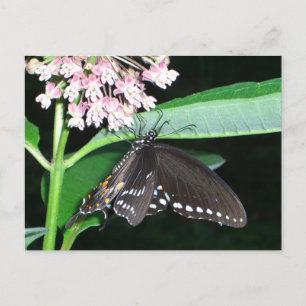 Night Butterfly Black Frack in Shenandoah Postkarte