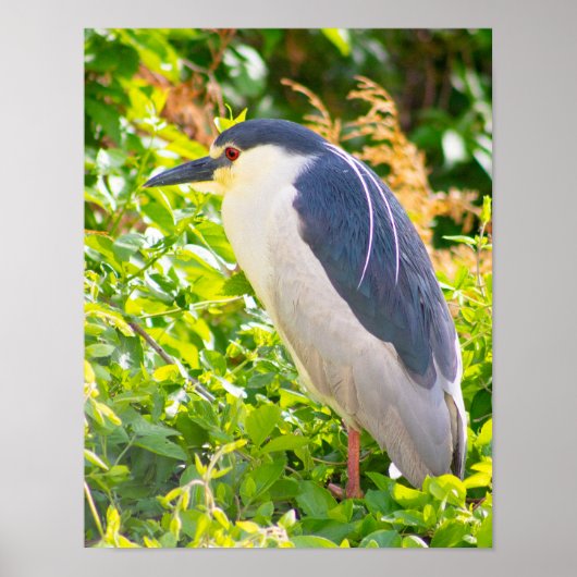 Night Heron Bird Poster (Vorne)