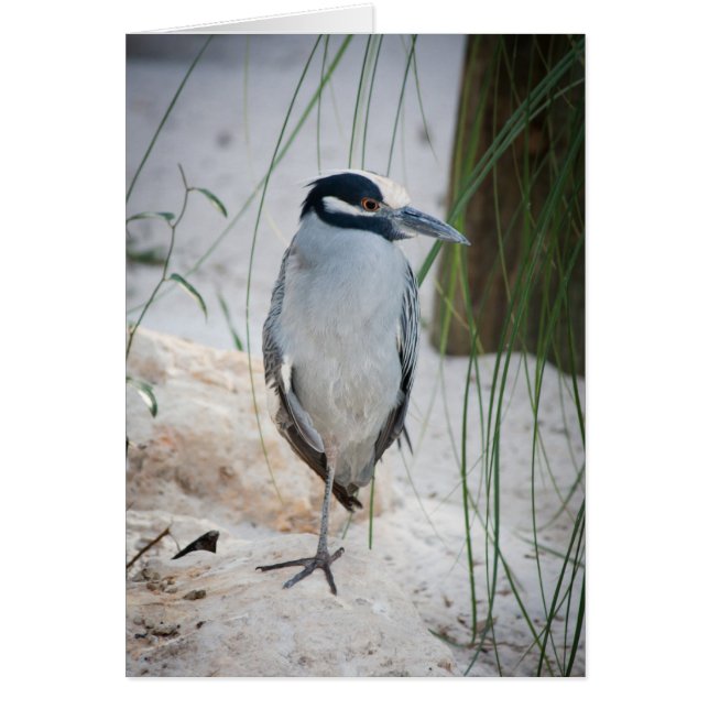 Night Heron Card (Vorne)
