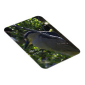Night Heron Foto Magnet (Rechte Seite)