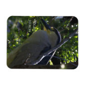 Night Heron Foto Magnet (Horizontal)