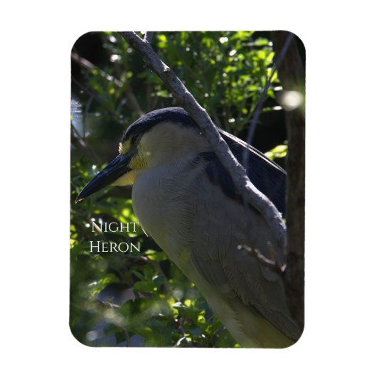 Night Heron Foto Magnet (Vertikal)
