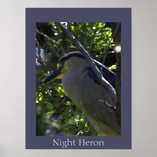 Night Heron Foto Poster (Vorne)